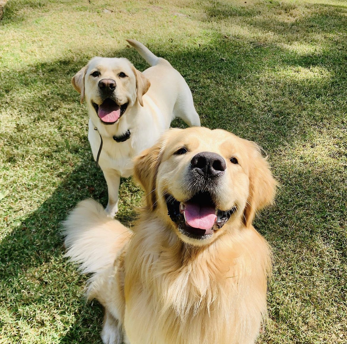 A Golden Retriever and a Labrador Retriever waiting for a pet sitter to throw a ball during playtime. This is the level of service offered with Just a Walk in the Park.