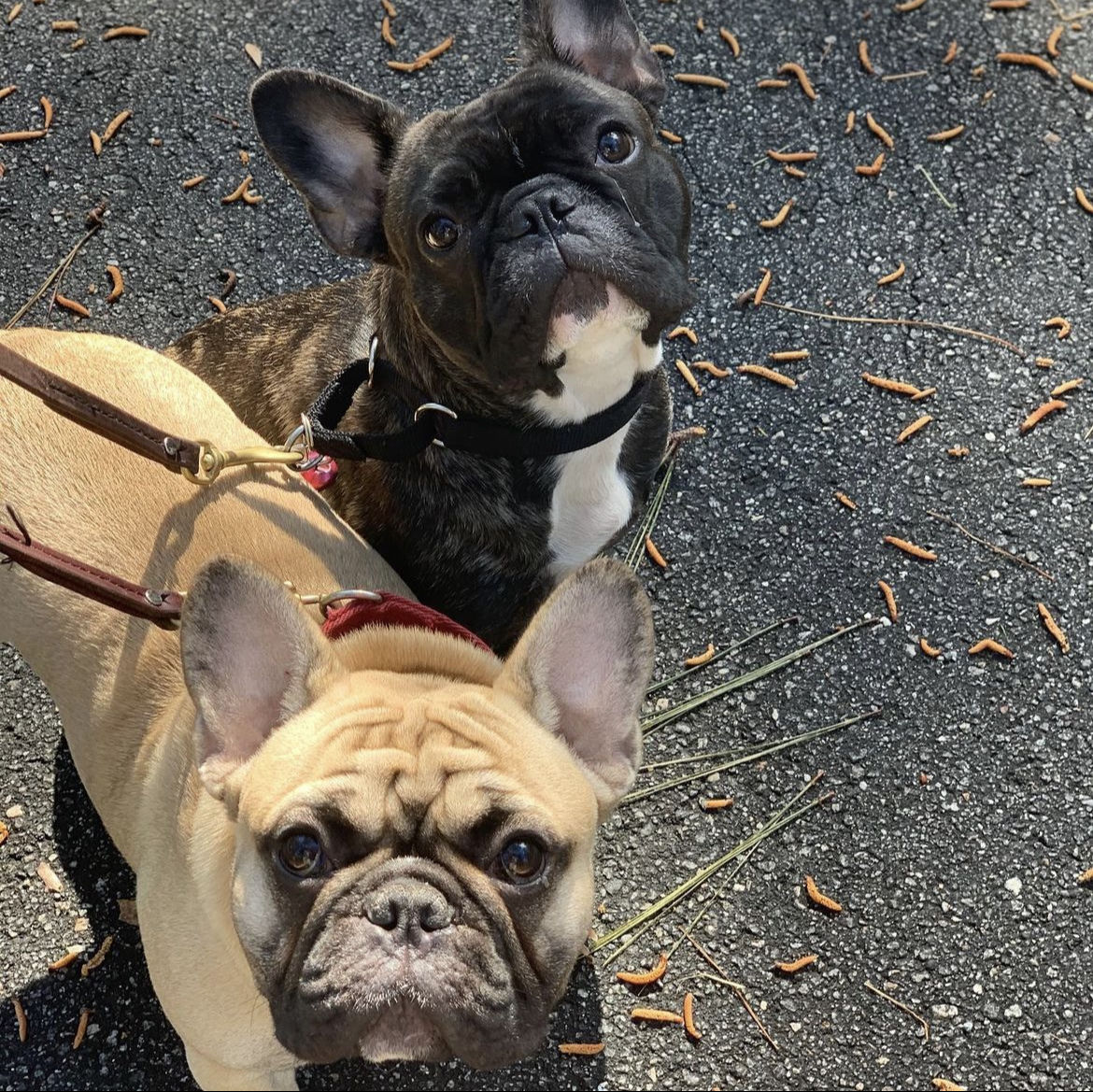 French Bulldogs on a walk on Hilton Head Island with a Just a Walk in the Park dog walker.