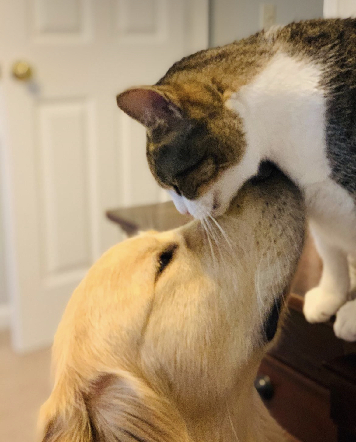 A Golden Retriever and cat show each other affection.