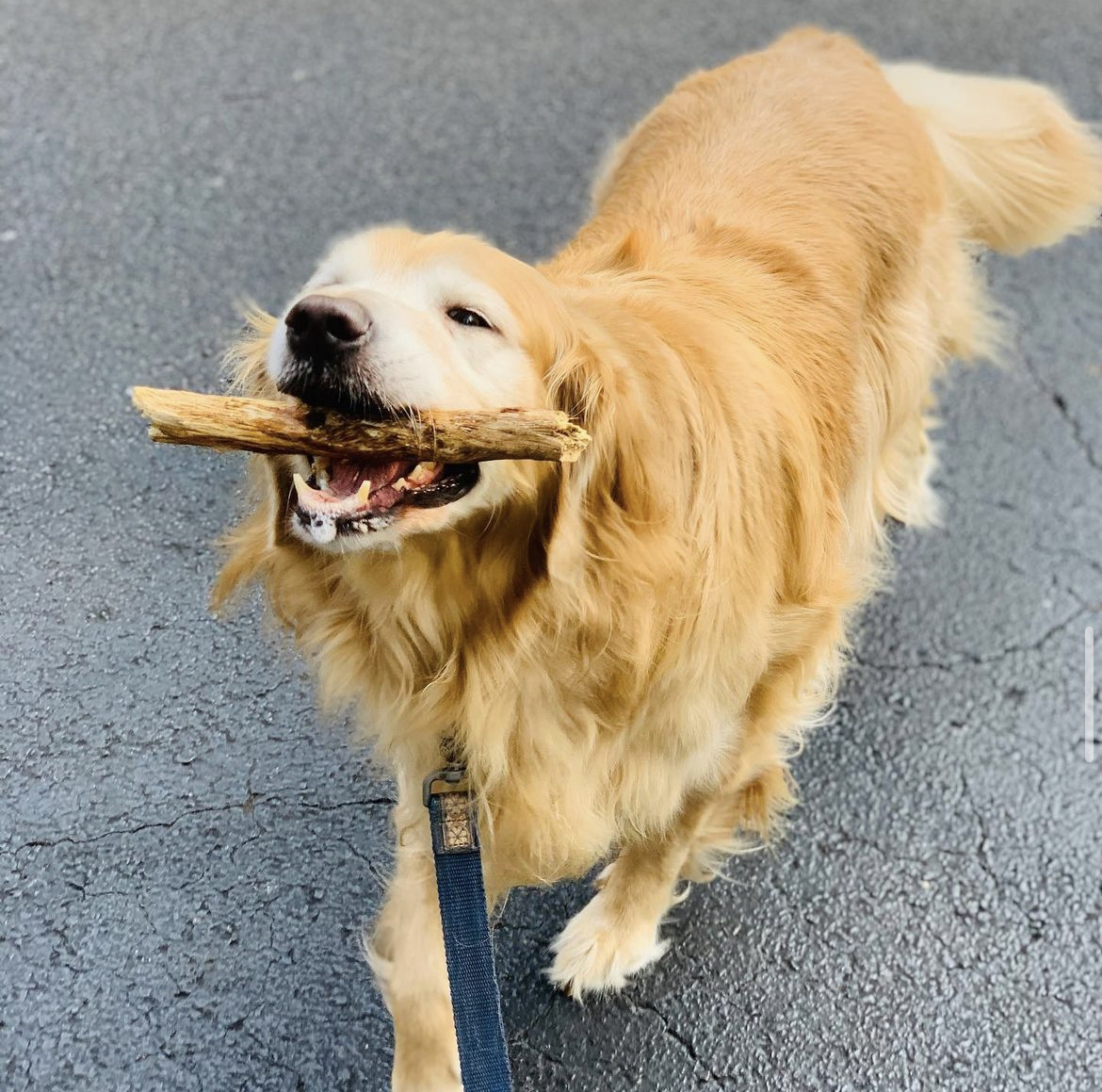 Another stick being carried during a walk with our happy Golden Retriever friend.