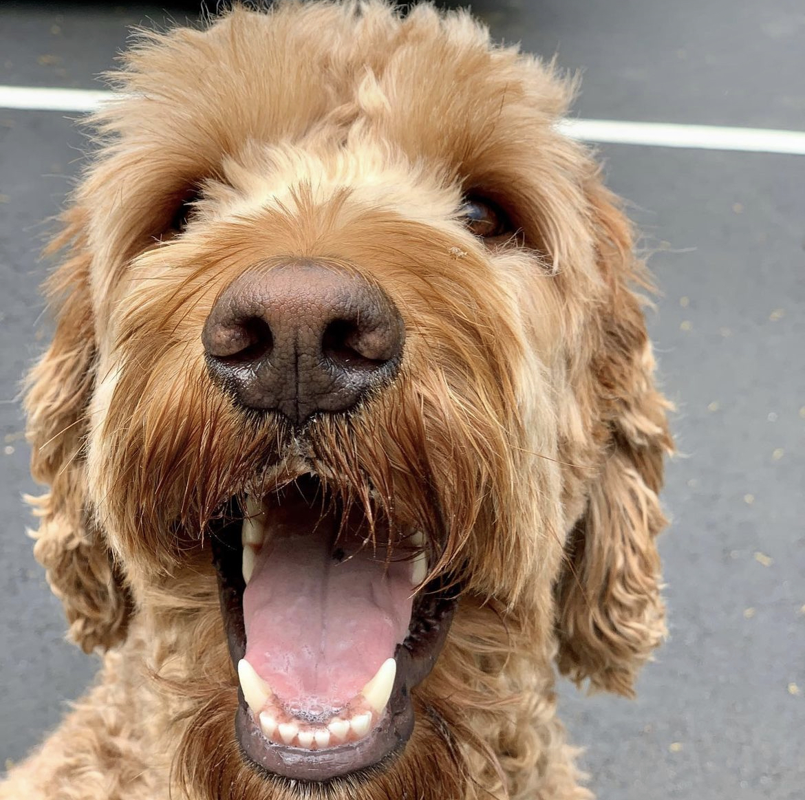 Goldendoodle happy to see their Just a Walk in the Park pet sitter.